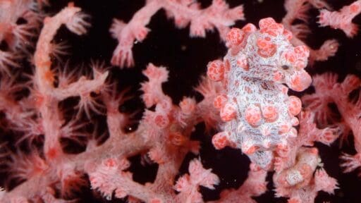 Ten fun facts about Seahorses