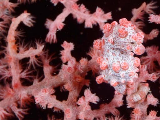 Ten fun facts about Seahorses