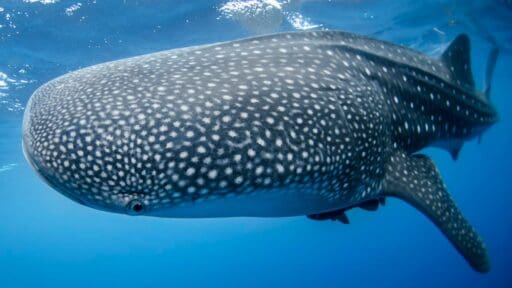 Diver fined for touching whale shark in Thailand