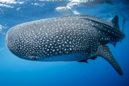 Diver fined for touching whale shark in Thailand