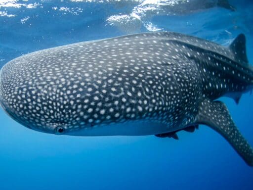 Diver fined for touching whale shark in Thailand