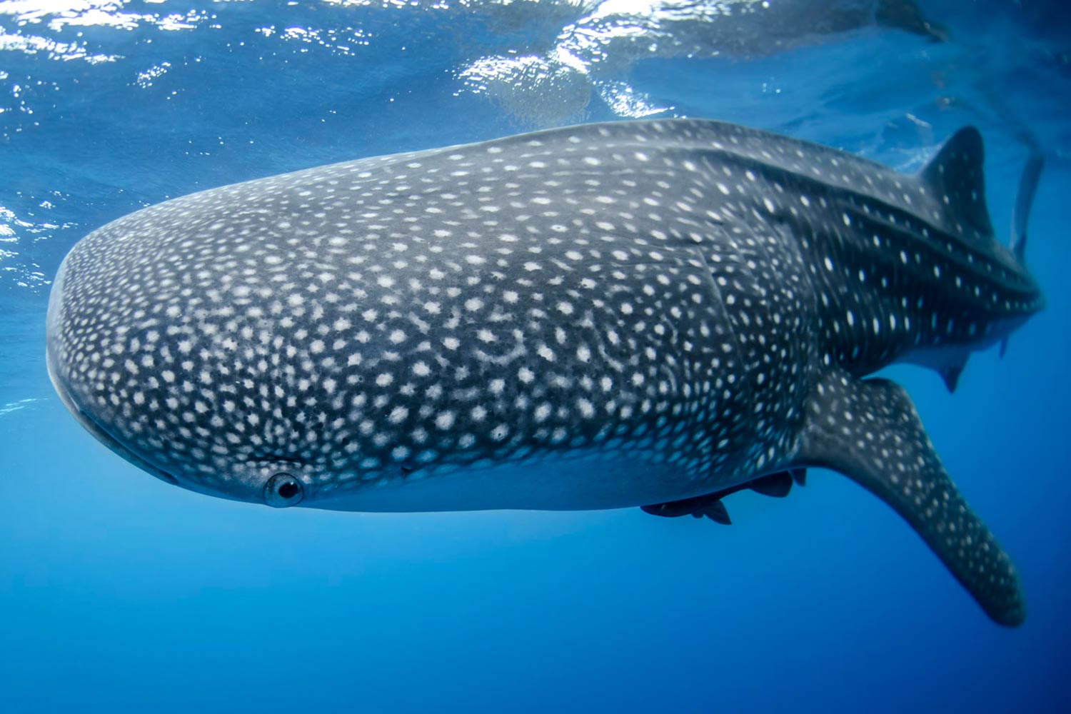 Diver fined for touching whale shark in Thailand