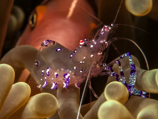 Capturing Critters in Lembeh 2027: Macro Photography Workshop Returns