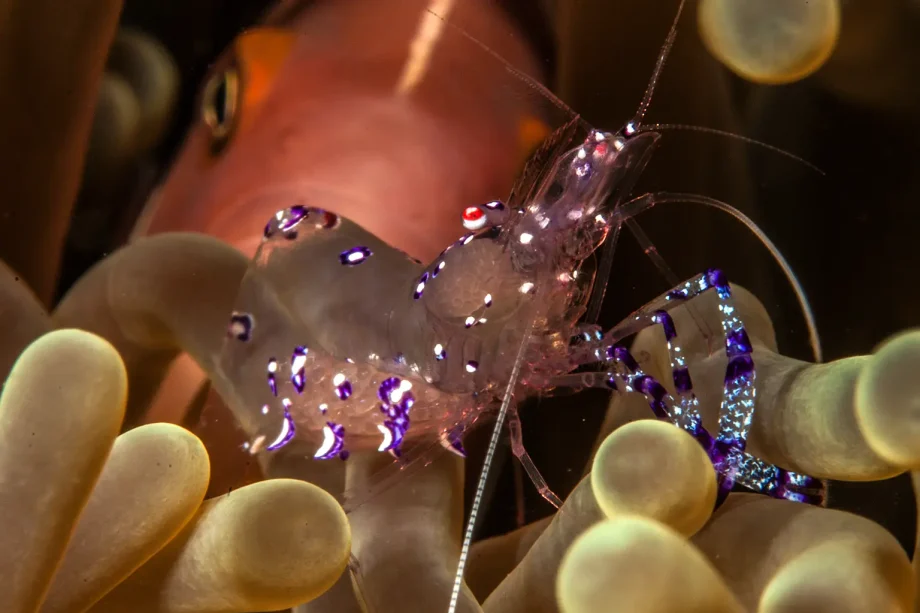 Capturing Critters in Lembeh 2027: Macro Photography Workshop Returns