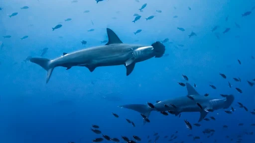 High Seas Treaty Now in Force: What the BBNJ Agreement Means for Ocean Protection and Divers