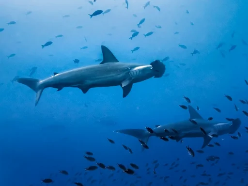 High Seas Treaty Now in Force: What the BBNJ Agreement Means for Ocean Protection and Divers