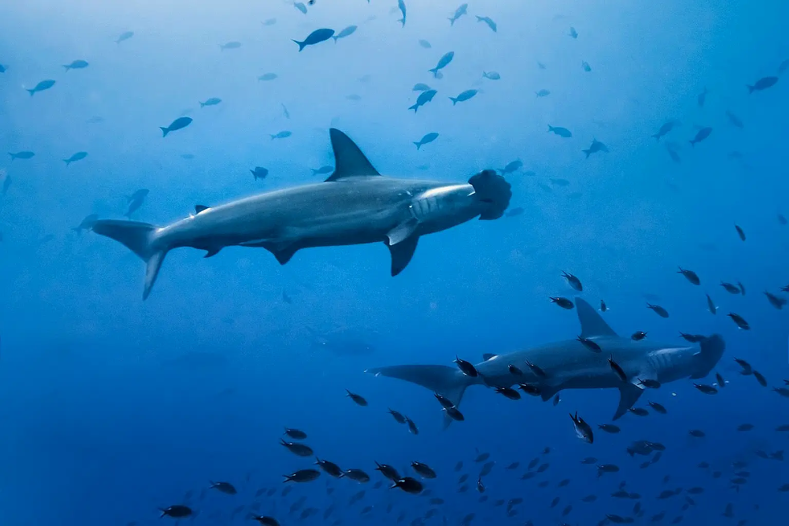 High Seas Treaty Now in Force: What the BBNJ Agreement Means for Ocean Protection and Divers