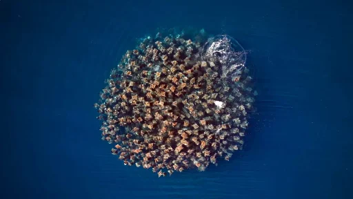 Sea of Cortez liveaboard expedition