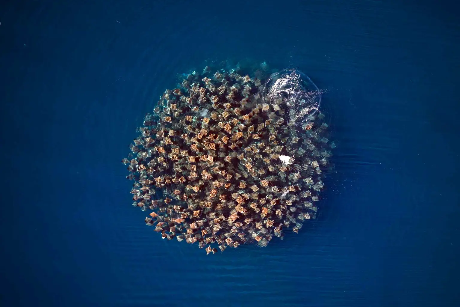 Sea of Cortez liveaboard expedition